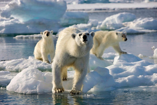 FIVE NETFLIX DOCUMENTARIES FOR WINTER EVENINGS